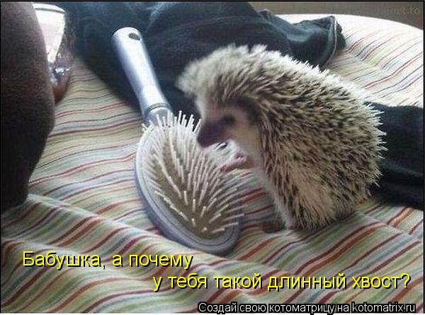 Котоматрица: Бабушка, а почему  у тебя такой длинный хвост?