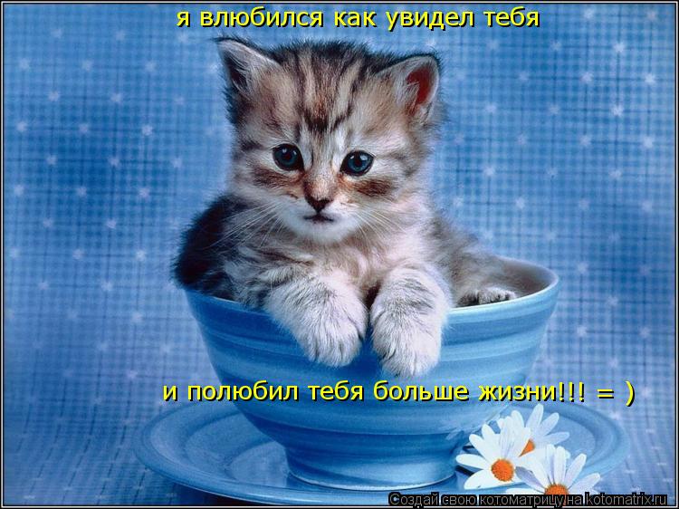Котоматрица: я влюбился как увидел тебя  и полюбил тебя больше жизни  !!! = )
