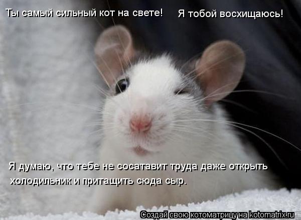 Котоматрица: Ты самый сильный кот на свете! Я тобой восхищаюсь! Я думаю, что тебе не сосатавит труда даже открыть холодильник и притащить сюда сыр.