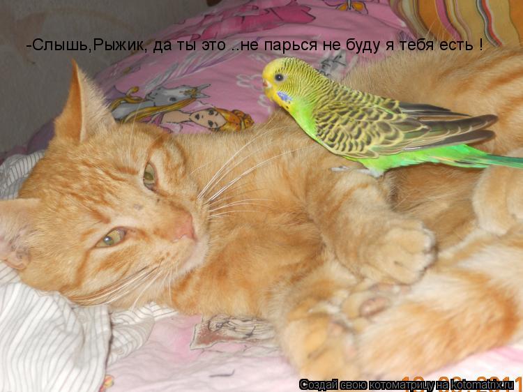 Котоматрица: -Слышь,Рыжик, да ты это ..не парься не буду я тебя есть !