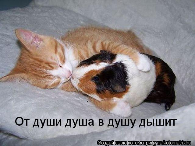 Котоматрица: От души душа в душу дышит