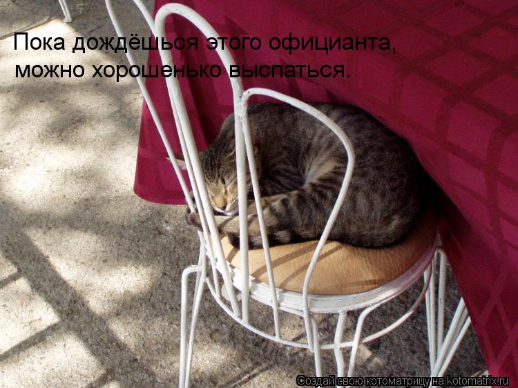 Котоматрица: Пока дождёшься этого официанта, можно хорошенько выспаться.