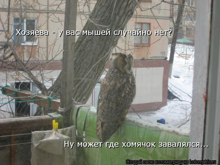 Котоматрица: Хозяева - у вас мышей случайно нет? Ну может где хомячок завалялся...