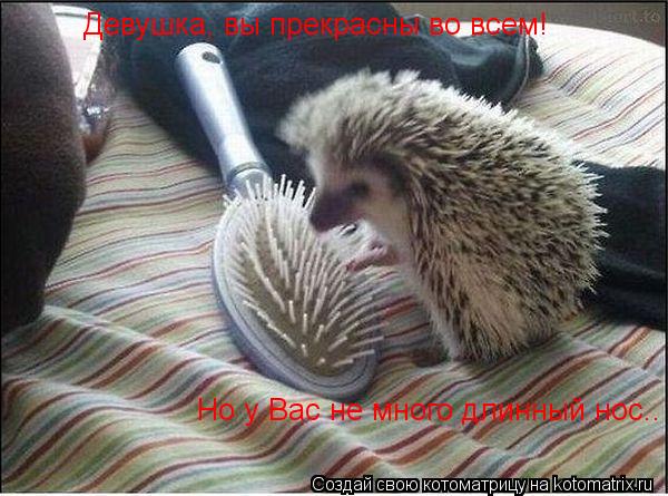 Котоматрица: Девушка, вы прекрасны во всем!  Но у Вас не много длинный нос..