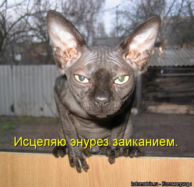 Котоматрица: Исцеляю энурез заиканием.