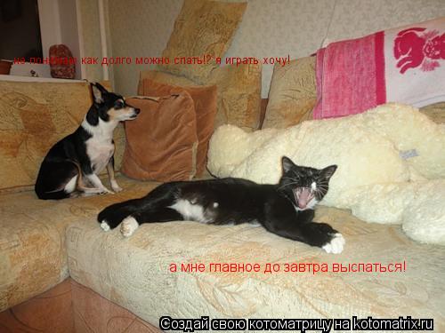 Котоматрица: не понимаю как долго можно спать!? я играть хочу! а мне главное до завтра выспаться!