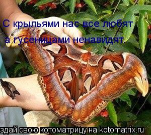 Котоматрица: С крыльями нас все любят а гусеницами ненавидят.