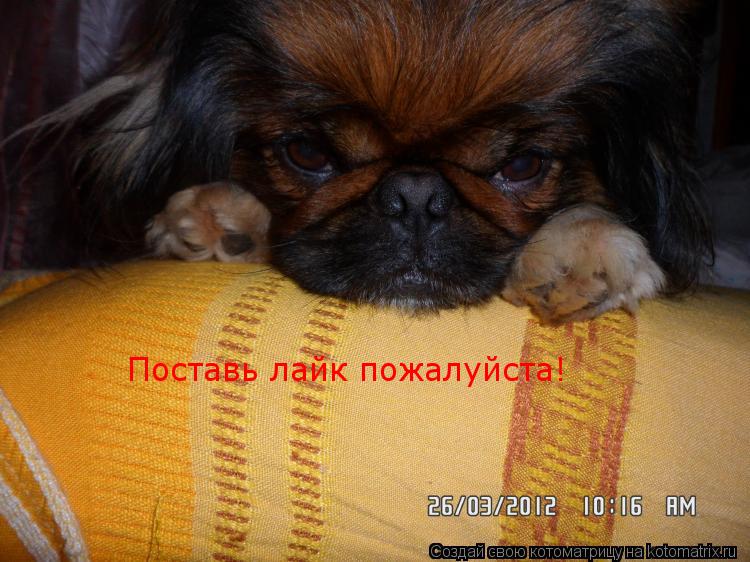 Котоматрица: Поставь лайк пожалуйста!