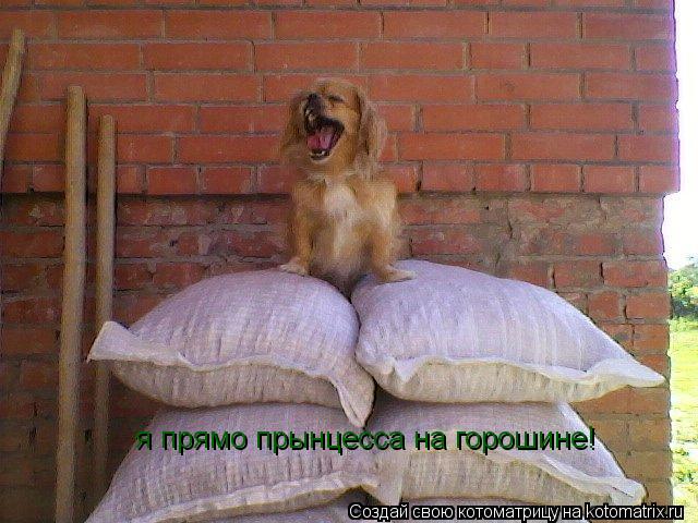 Котоматрица: я прямо прынцесса на горошине!