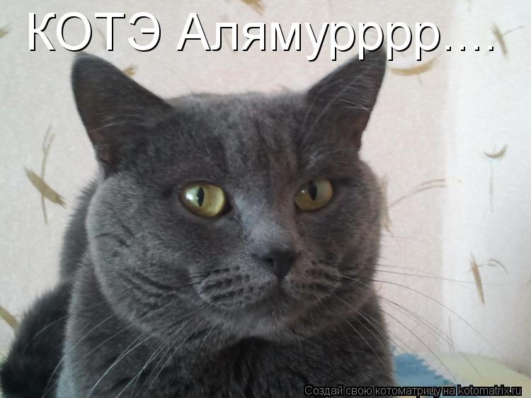 Котоматрица: КОТЭ Алямурррр....