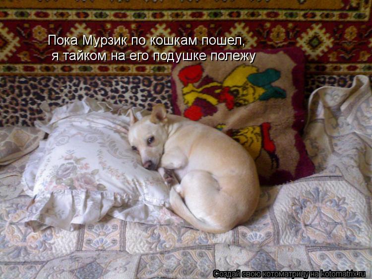 Котоматрица: Пока Мурзик по кошкам пошел,  я тайком на его подушке полежу