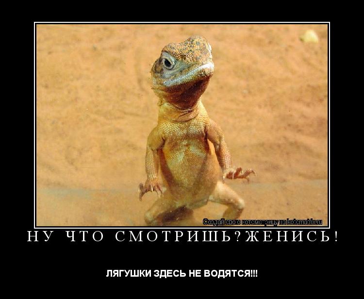 Котоматрица: НУ ЧТО СМОТРИШЬ?ЖЕНИСЬ! ЛЯГУШКИ ЗДЕСЬ НЕ ВОДЯТСЯ!!!