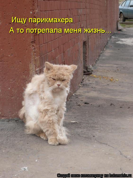 Котоматрица: Ищу парикмахера А то потрепала меня жизнь...