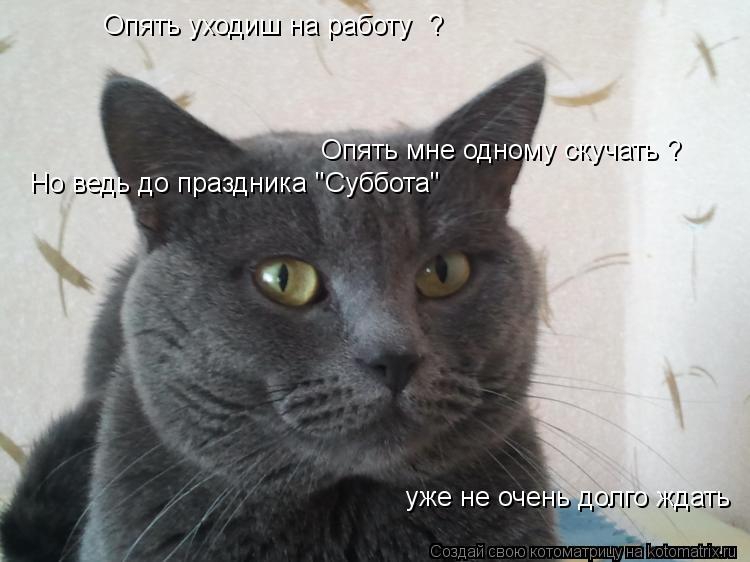 Котоматрица: Опять уходиш на работу  ? Опять мне одному скучать ? Но ведь до праздника "Суббота" уже не очень долго ждать
