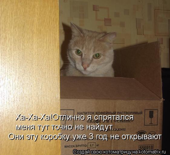Котоматрица: Ха-Ха-Ха!Отлично я спрятался меня тут точно не найдут... Они эту коробку уже 3 год не открывают