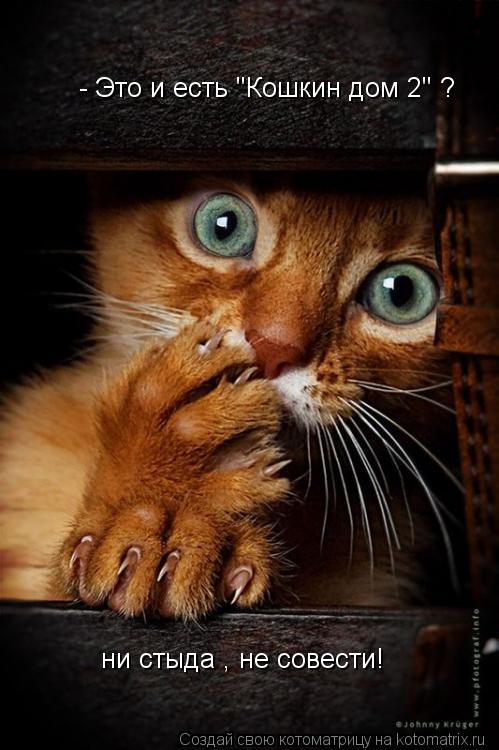 Котоматрица: - Это и есть "Кошкин дом 2" ? ни стыда , не совести!