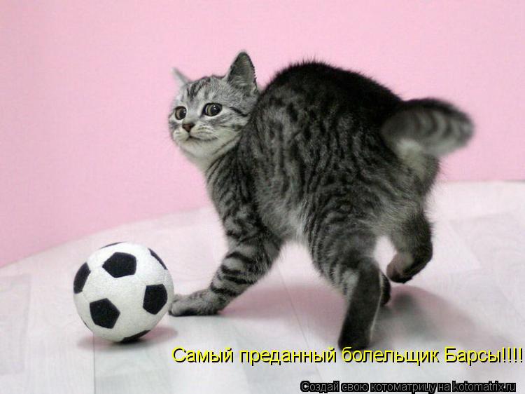 Котоматрица: Самый преданный болельщик Барсы!!!!!