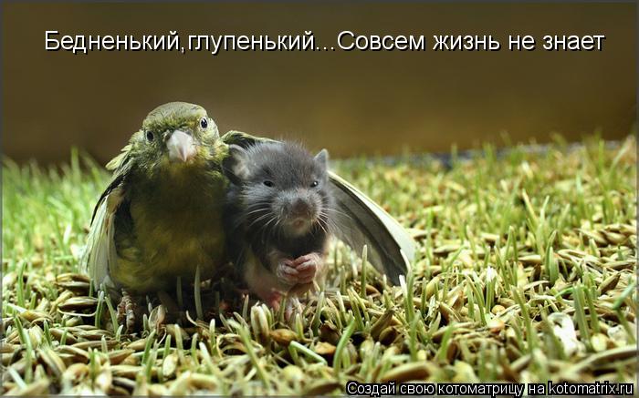 Котоматрица: Бедненький,глупенький...Совсем жизнь не знает