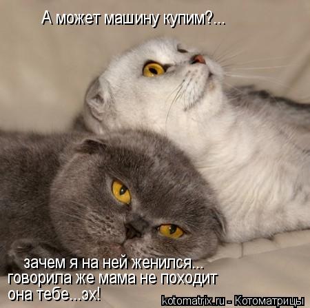 Котоматрица: А может машину купим?... зачем я на ней женился... говорила же мама не походит она тебе...эх!