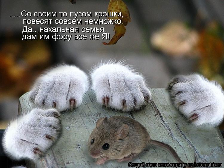 Котоматрица: .....Со своим то пузом крошки, повесят совсем немножко. повесят совсем немножко. Да...нахальная семья, дам им фору всё же Я!