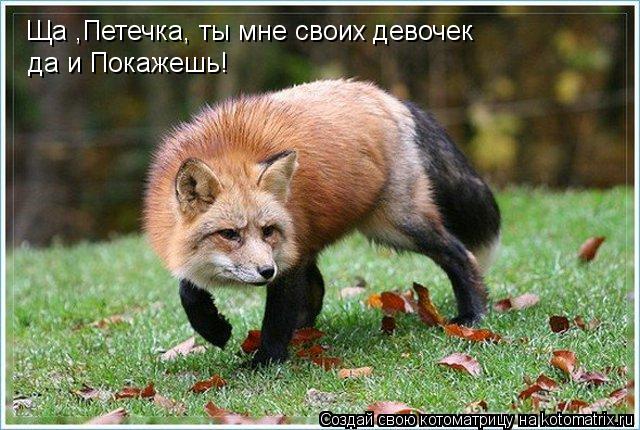 Котоматрица: Ща ,Петечка, ты мне своих девочек да и Покажешь!