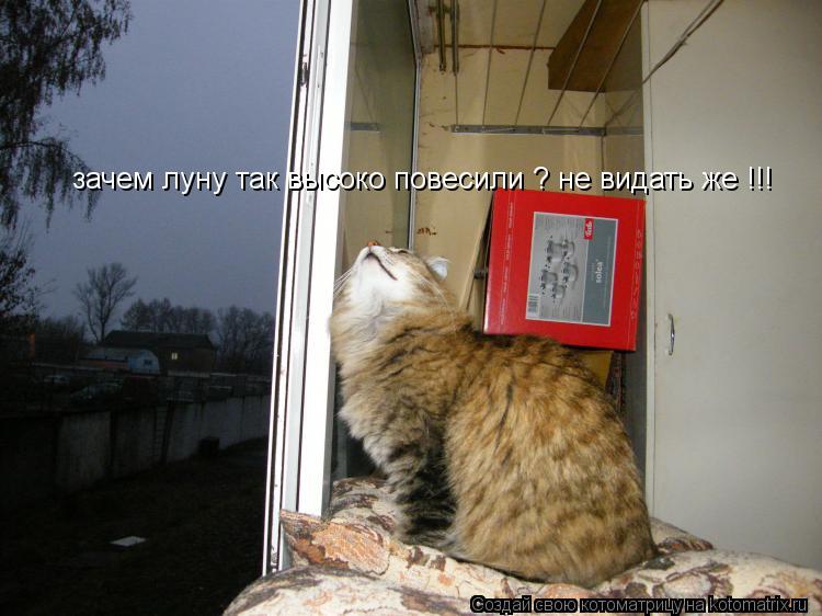 Котоматрица: зачем луну так высоко повесили ? не видать же !!!