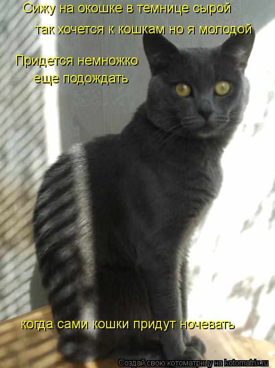 Котоматрица: Сижу на окошке в темнице сырой так хочется к кошкам но я молодой Придется немножко еще подождать когда сами кошки придут ночевать