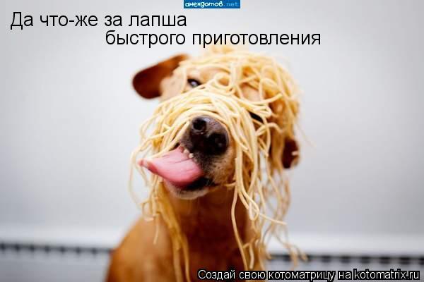 Котоматрица: Да что-же за лапша быстрого приготовления