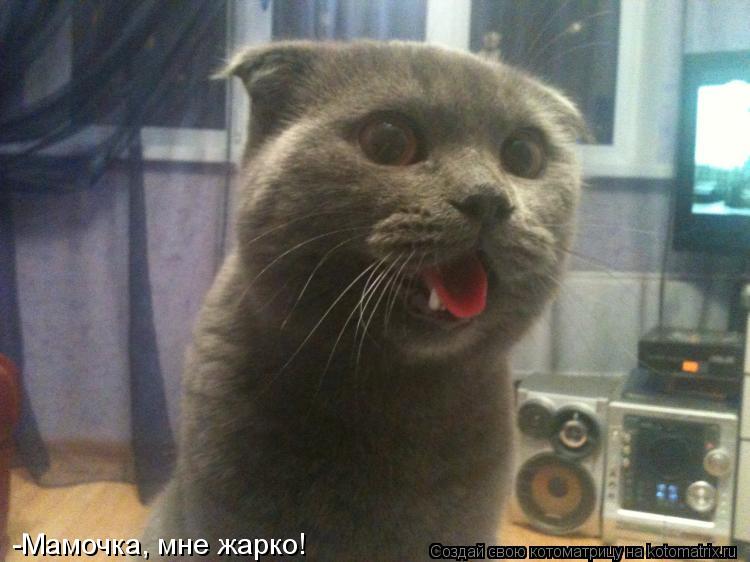 Котоматрица: -Мамочка, мне жарко!