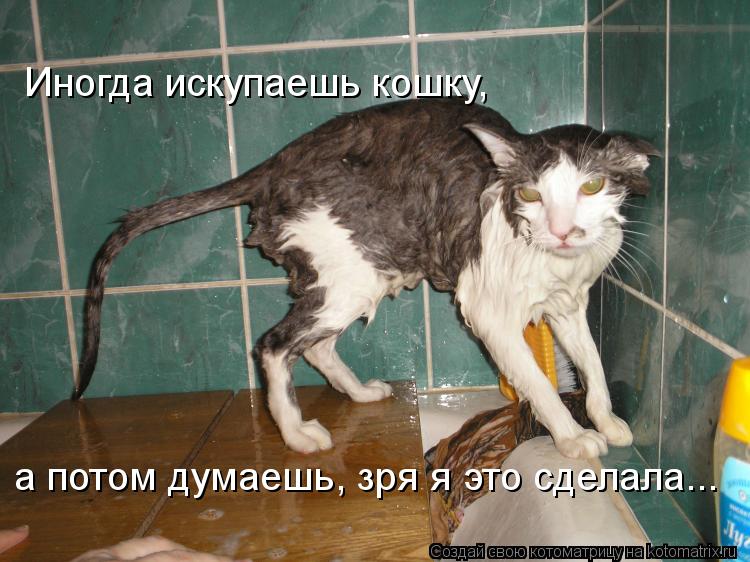 Котоматрица: Иногда искупаешь кошку, а потом думаешь, зря я это сделала...