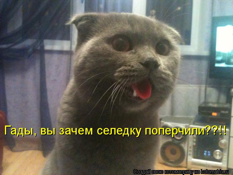 Котоматрица: Гады, вы зачем селедку поперчили??!!
