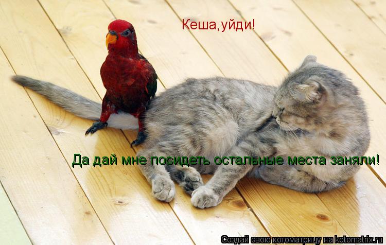 Котоматрица: Кеша,уйди! Да дай мне посидеть остальные места заняли!