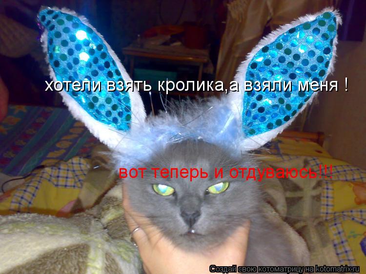 хотели взять кролика,а взяли меня ! вот теперь и отдуваюсь!!!... Котоматрица: хотели взять кролика,а взяли меня ! вот теперь и отдуваюсь!!!