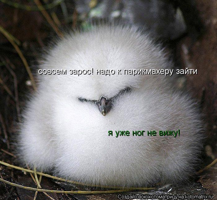 совсем зарос! надо к парикмахеру зайти я уже ног не вижу!... Котоматрица: совсем зарос! надо к парикмахеру зайти я уже ног не вижу!
