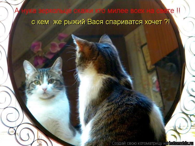 А нука зеркольце скажи кто милее всех на свете !! с кем же рыжий Вася спариватся хочет ?!... Котоматрица: А нука зеркольце скажи кто милее всех на свете !! с кем же рыжий Вася спариватся хочет ?!