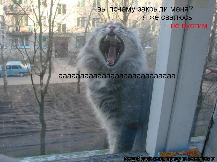 вы почему закрыли меня? я же свалюсь не пустим ааааааааааааааааааааааааааа... Котоматрица: вы почему закрыли меня? я же свалюсь не пустим ааааааааааааааааааааааааааа