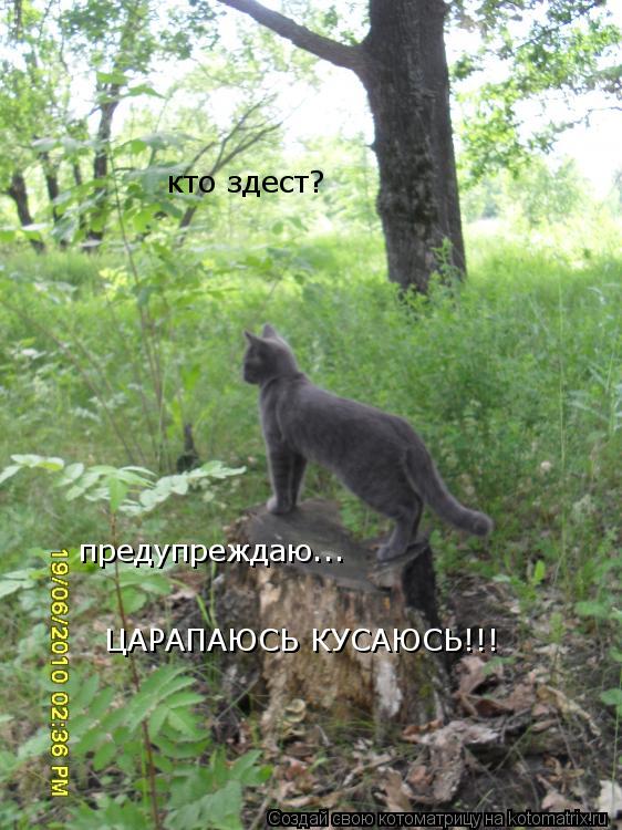 кто здест? предупреждаю... ЦАРАПАЮСЬ КУСАЮСЬ!!!... Котоматрица: кто здест? предупреждаю... ЦАРАПАЮСЬ КУСАЮСЬ!!!
