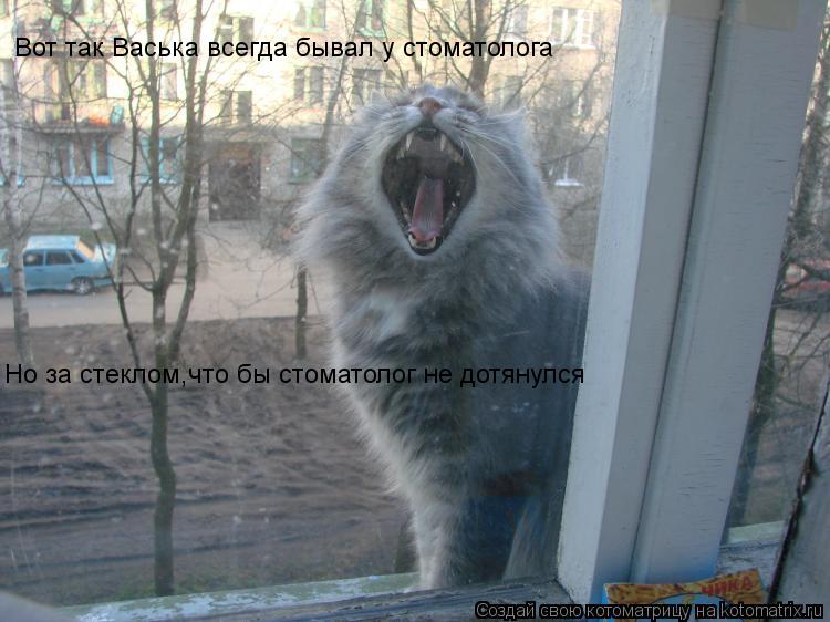 Вот так Васька всегда бывал у стоматолога Но за стеклом,что бы стоматолог не дотянулся... Котоматрица: Вот так Васька всегда бывал у стоматолога Но за стеклом,что бы стоматолог не дотянулся