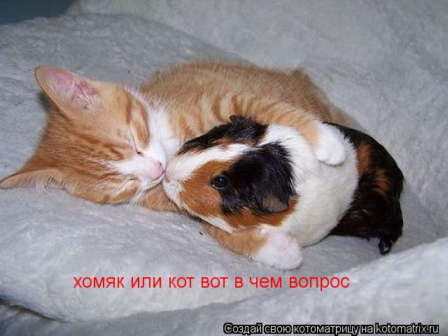 хомяк или кот вот в чем вопрос... Котоматрица: хомяк или кот вот в чем вопрос
