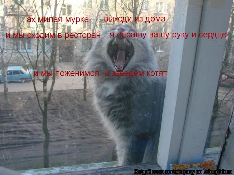 ах милая мурка выходи из дома и мы сходим в ресторан я спрашу вашу руку и сердце и мы поженимся и ... Котоматрица: ах милая мурка выходи из дома и мы сходим в ресторан я спрашу вашу руку и сердце и мы поженимся и заведём котят