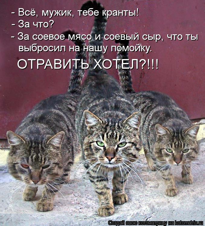 - За что? - Всё, мужик, тебе кранты! - За соевое мясо и соевый сыр, что ты выбросил на нашу помойку.... Котоматрица: - За что? - Всё, мужик, тебе кранты! - За соевое мясо и соевый сыр, что ты выбросил на нашу помойку. ОТРАВИТЬ ХОТЕЛ?!!!