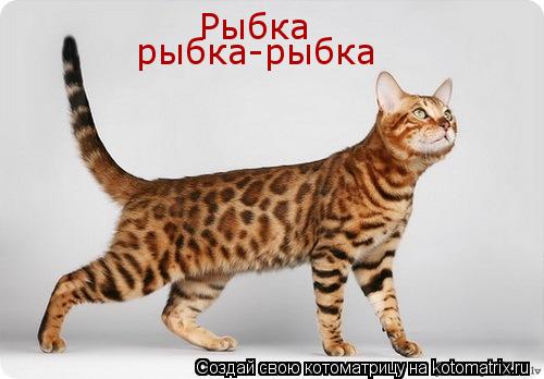 Рыбка рыбка-рыбка... Котоматрица: Рыбка рыбка-рыбка