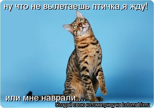 Котоматрица: ну что не вылетаешь птичка,я жду! или мне наврали....