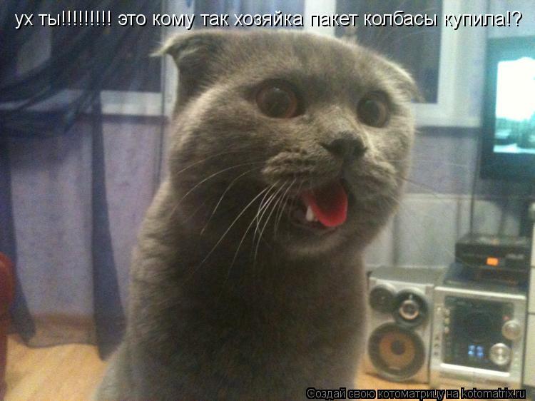 ух ты!!!!!!!!! это кому так хозяйка пакет колбасы купила!?... Котоматрица: ух ты!!!!!!!!! это кому так хозяйка пакет колбасы купила!?