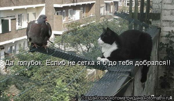 Да, голубок. Еслиб не сетка я б до тебя добрался!!... Котоматрица: Да, голубок. Еслиб не сетка я б до тебя добрался!!