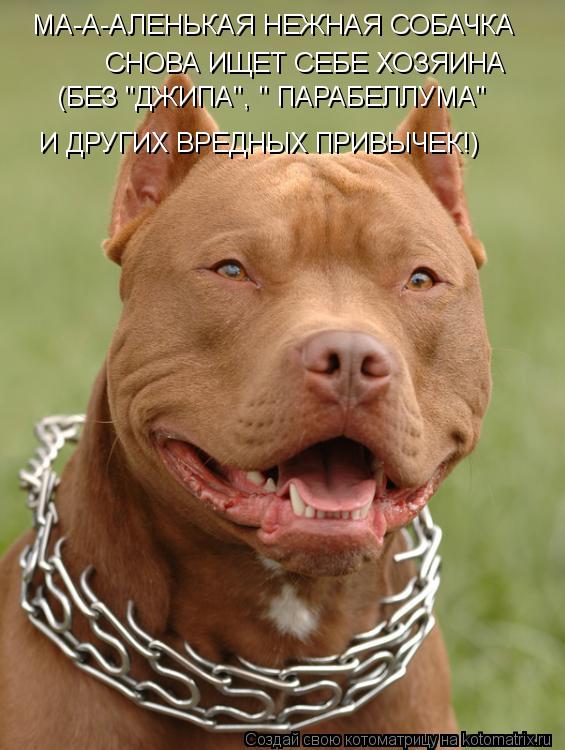 МА-А-АЛЕНЬКАЯ НЕЖНАЯ СОБАЧКА СНОВА ИЩЕТ СЕБЕ ХОЗЯИНА (БЕЗ "ДЖИПА", " ПАРАБЕЛЛУМА" И ДРУГИХ ВРЕДНЫХ ПР... Котоматрица: МА-А-АЛЕНЬКАЯ НЕЖНАЯ СОБАЧКА СНОВА ИЩЕТ СЕБЕ ХОЗЯИНА (БЕЗ "ДЖИПА", " ПАРАБЕЛЛУМА" И ДРУГИХ ВРЕДНЫХ ПРИВЫЧЕК!)