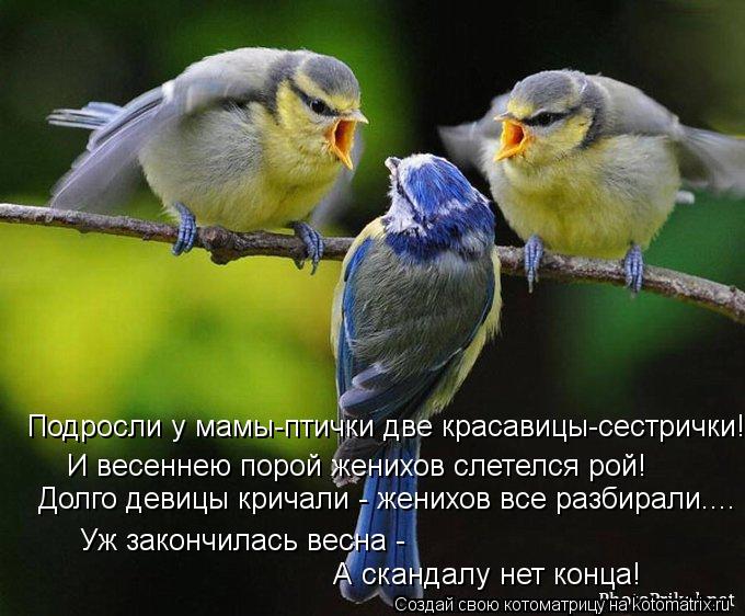 И весеннею порой женихов слетелся рой! Долго девицы кричали - женихов все разбирали.... Уж закончилас... Котоматрица: И весеннею порой женихов слетелся рой! Долго девицы кричали - женихов все разбирали.... Уж закончилась весна - А скандалу нет конца! Подросли
