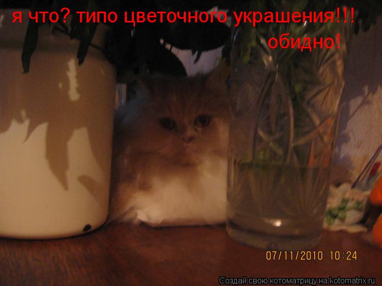 я что? типо цветочного украшения!!! обидно!... Котоматрица: я что? типо цветочного украшения!!! обидно!