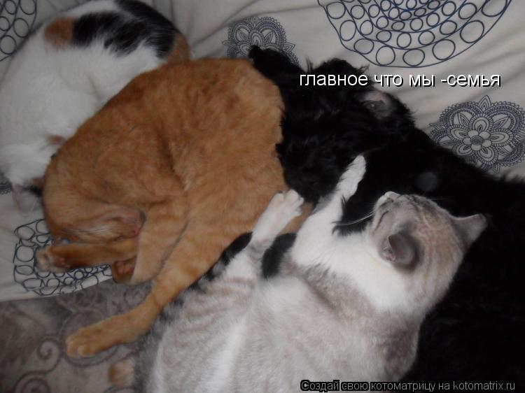 главное что мы -семья... Котоматрица: главное что мы -семья