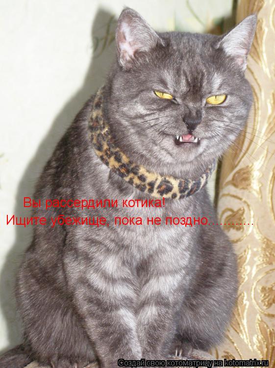 Вы рассердили котика! Ищите убежище, пока не поздно............... Котоматрица: Вы рассердили котика! Ищите убежище, пока не поздно............